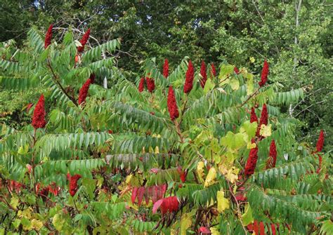 Poison Sumac: Tale of a Toxic Trailside Beauty – Oakland County Blog