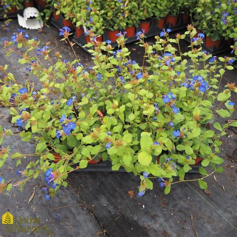 Ceratostigma plumbaginoides Plumbago from Home Nursery