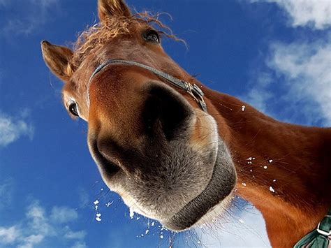 Horse Face Close Up Photos,HD Wallpapers,Images,Pictures | Chainimage