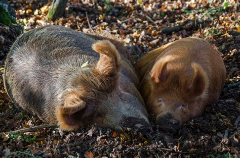 Tamworth Pigs — Knepp Wildland