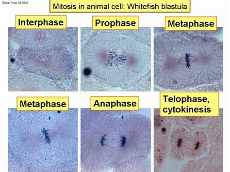 Mitosis Phases