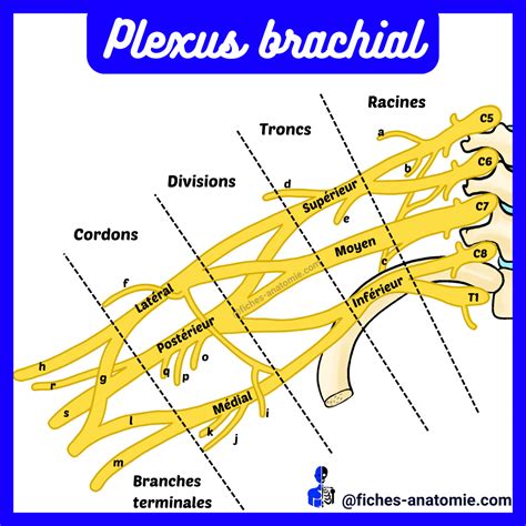 Plexus Brachial Anatomie Et Pathologies Tout Savoir Tms Membres | The ...