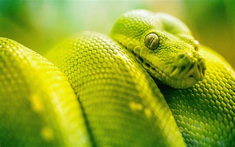 Green Snake Wallpapers - Top Free Green Snake Backgrounds - WallpaperAccess