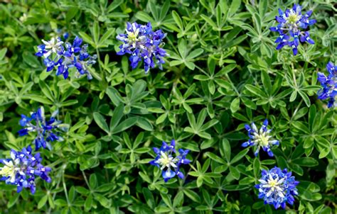 Beautiful World // Texas Wildflowers » Annabelle Needles // Move ...