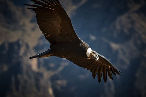 wildlife photography of flying vulture, condor, condor #Condor wildlife ...