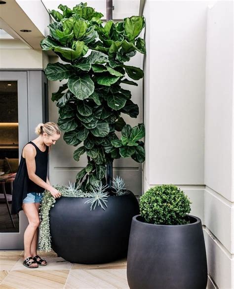 10 Things Nobody Tells You About Fiddle-Leaf Fig Trees - Gardenista ...