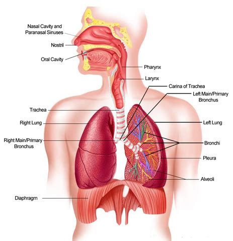 Diaphragm Lungs