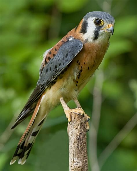 American kestrel - Wikipedia