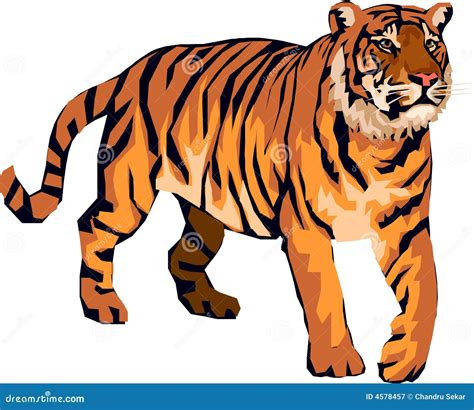 Tiger Stock Photography | CartoonDealer.com #7074506