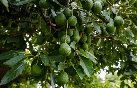 How To Care For An Avocado Tree? - Happy House Garden