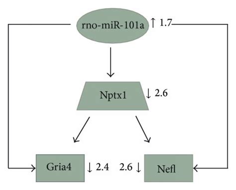 Two examples of mixed regulatory circuits, each containing a miRNA ...