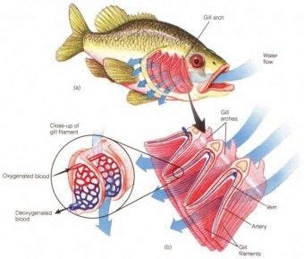 How Fish Gills Work | Fish anatomy, Fish, Biology