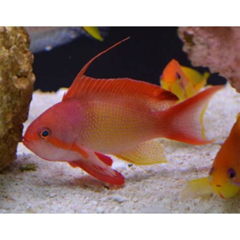 Pseudanthias squamipinnis- Псевдоантиас (male)