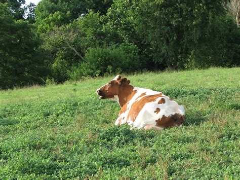 Guernsey Cattle Free Photo Download | FreeImages