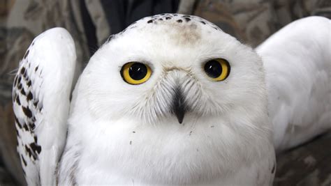 Project SNOWstorm seeks snowy owls in Wisconsin.