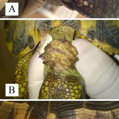 Clinical signs of Trichosporon jirovecii infection in the examined ...