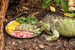 Top 5 Best Food For Iguanas: Expert Reviews of 2020