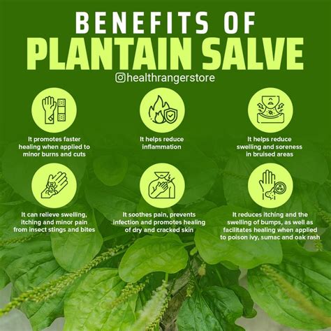 Benefits of Plantain Salve | Health education, How to apply, Inflammation