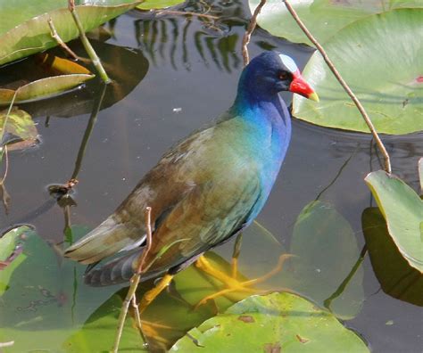 Everglades National Park Seeking "Citizen Scientists" For Bird Count | WLRN