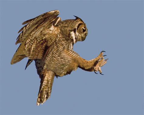 Great Horned Owl Hunting