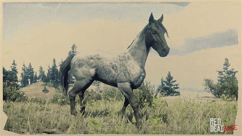 Nokota Horse | RDR2 Horse Breeds Coats, Locations & Stats