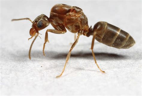 Communitywide Control of Argentine Ants in Louisiana