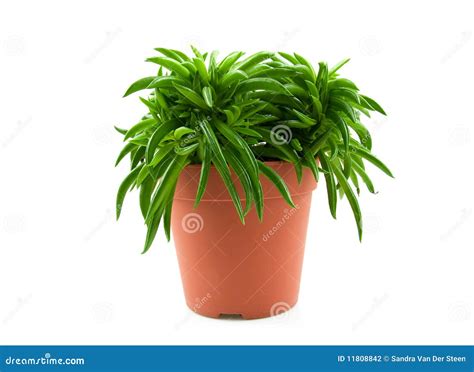 Happy bean plant stock photo. Image of bean, garden, happy - 11808842