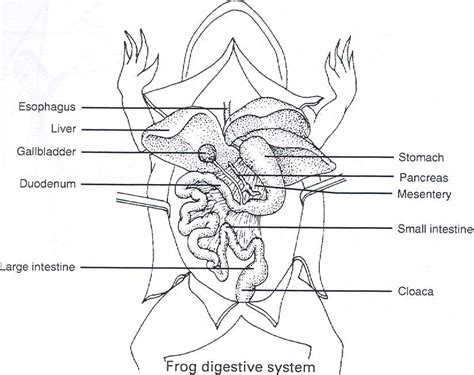 Frog Dissection Diagram Labeled Worksheet Martin Printable Calendars ...