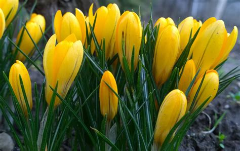 yellow crocus free image | Peakpx