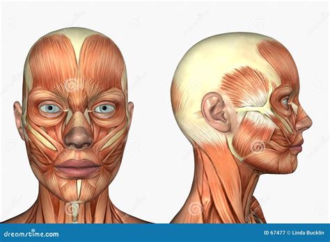 Human Anatomy - Muscles Of The Face Royalty Free Stock Photography ...