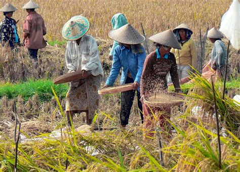 Foto Pahlawan Perempuan Indonesia Panen Padi Pasca Tani - Pahlawan Nasional