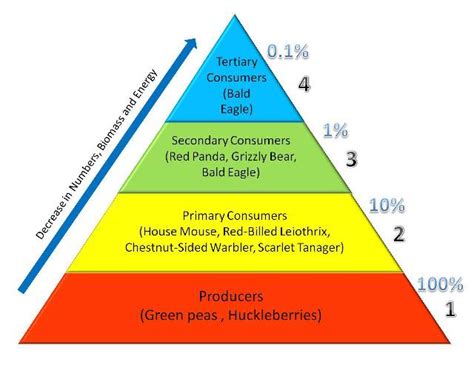 Temperate Deciduous Forest Energy Pyramid