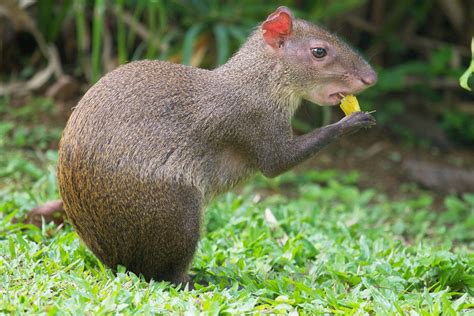 Agouti and Paca Facts: Interesting Rodents of South America - PetHelpful