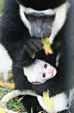 Baby Colobus Monkey Cuddles With Mom