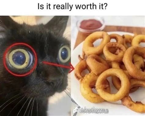 Silly Cat with Fake Glasses and Onion Rings