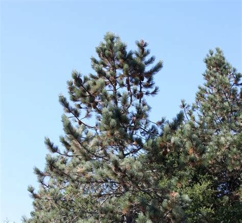 Tree Identification: Pinus coulteri - Coulter Pine