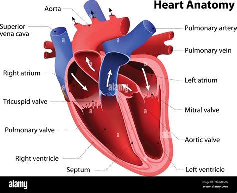 Get Anatomy Diagram Heart Pics