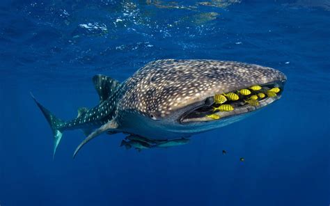 Whale Shark Wallpapers - Top Free Whale Shark Backgrounds - WallpaperAccess