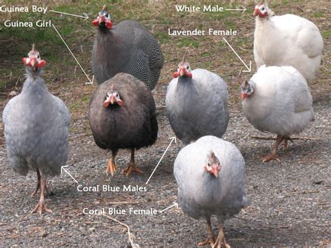 Razzberry Corner: Guineas and Their Eggs