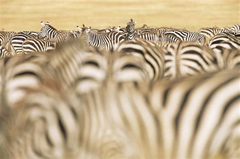 Common Zebra Herd During Migration Photograph by James Warwick - Fine ...