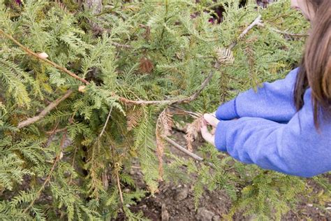 How to Treat Fungus on a Tree | Hunker