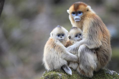 Golden snub-nosed monkeys nurse each other’s babies