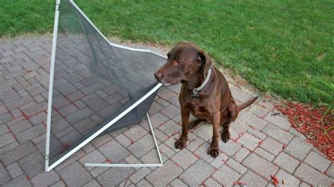 Five Things That Can Damage A Window Screen - CHC Glass