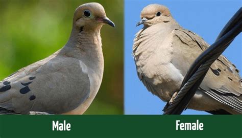 Mourning Dove Male vs. Female: How to Tell the Difference - Optics Mag