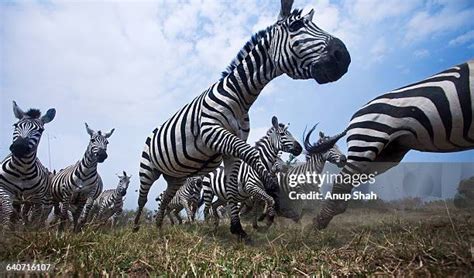 271 Zebra Herd Running Stock Photos, High-Res Pictures, and Images ...