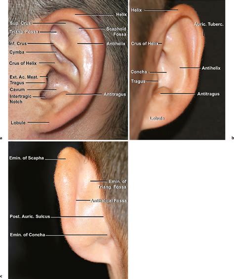 Auricle and External Acoustic Meatus | Plastic Surgery Key