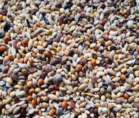 Birds Show Budgie Seed Mix at Rs 110/kg in Chennai | ID: 21939561112