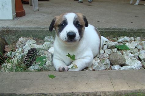 Canaan Dog Puppies Behavior And Characteristics In Different Months ...