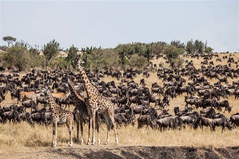 Wildebeest Migration in Masai Mara - Uganda Safaris