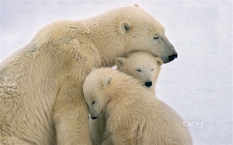 Polar chịu, gấu mother and cubs near Hudson vịnh, bay Canada - polar ...